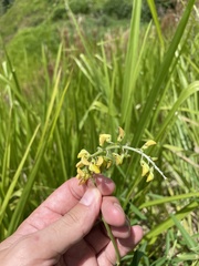 Crotalaria brevidens