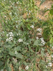 Heliotropium ellipticum