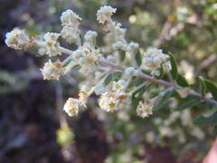 Phylica paniculata
