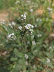 Heliotropium ellipticum