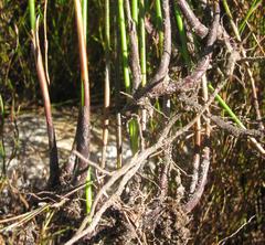 Thamnochortus sporadicus