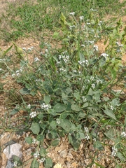 Heliotropium ellipticum
