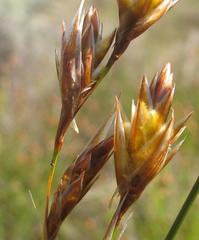 Thamnochortus sporadicus