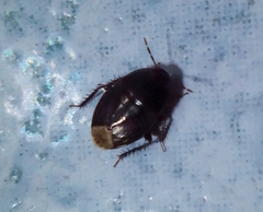 Macroscytus brunneus