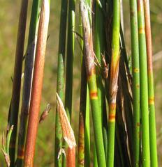Thamnochortus sporadicus
