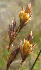 Thamnochortus sporadicus