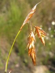 Thamnochortus sporadicus