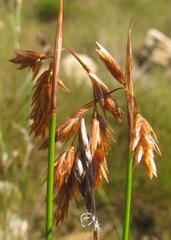 Thamnochortus sporadicus