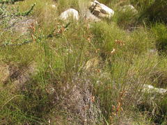 Thamnochortus sporadicus