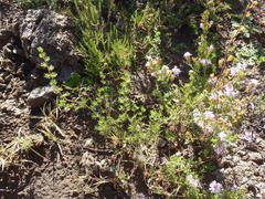 Cliffortia ramosissima