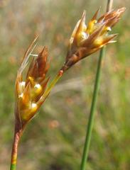 Thamnochortus sporadicus