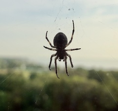 Larinioides sclopetarius
