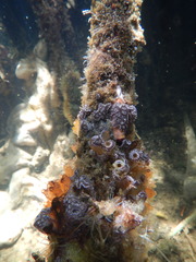 Ecteinascidia turbinata