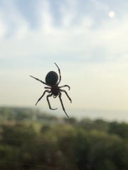 Larinioides sclopetarius