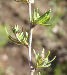 Cliffortia ramosissima