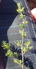 Cliffortia ramosissima