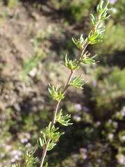 Cliffortia ramosissima