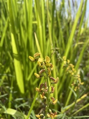 Crotalaria brevidens