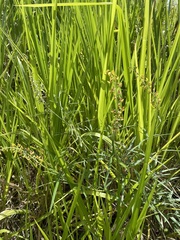 Crotalaria brevidens