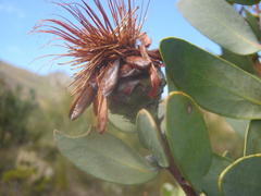 Protea punctata
