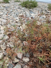 Persicaria angustifolia