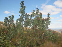 Protea punctata