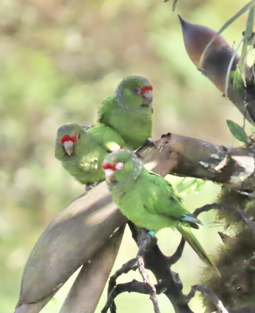 El Oro Parakeet (Pyrrhura orcesi), photo 6