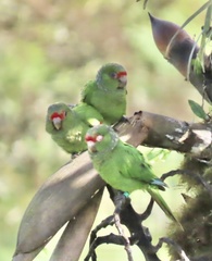 El Oro Parakeet photo 5