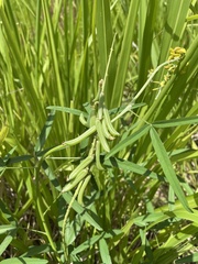 Crotalaria brevidens