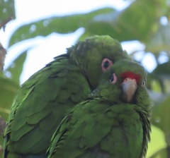 El Oro Parakeet photo 2