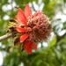Erythrina latissima - Photo (c) qgrobler, algunos derechos reservados (CC BY-NC), subido por qgrobler