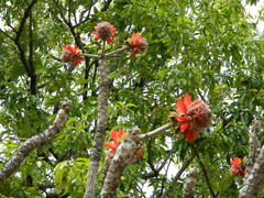 Erythrina latissima