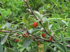 Cotoneaster suavis