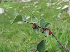 Cotoneaster suavis
