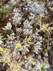 Conioselinum tataricum