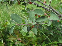 Cotoneaster suavis