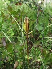 Lomatogonium carinthiacum
