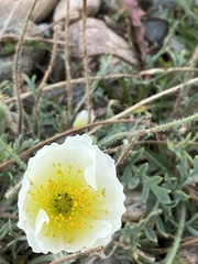 Papaver popovii