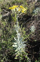 Senecio lineatus