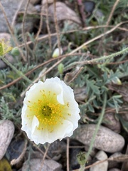 Papaver popovii