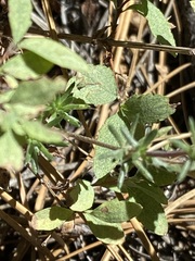 Leptosiphon melingii