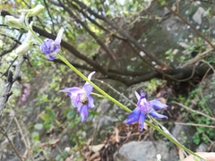 Delphinium madrense
