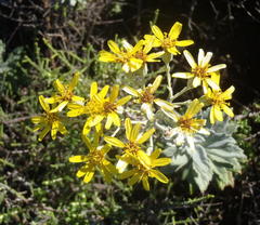 Senecio lineatus