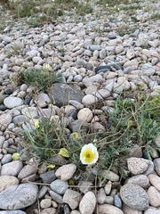 Papaver popovii