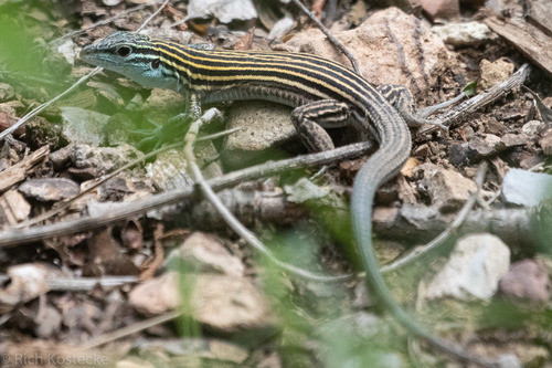 Little Striped Whiptail