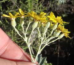 Senecio lineatus