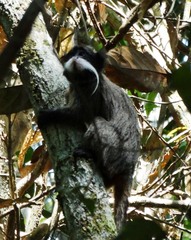 Saguinus imperator imperator