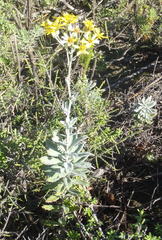 Senecio lineatus