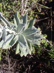 Senecio lineatus
