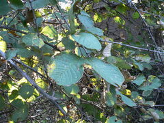 Philenoptera violacea